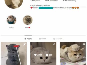 185K Kittens Cats Instagram Account for sale