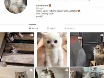 20K Kittens Cats Instagram Account for sale