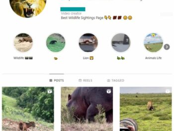 270K Animal Wildlife Instagram Account for sale