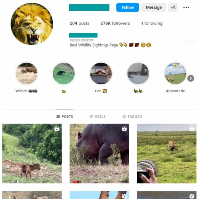 270K Animal Wildlife Instagram Account for sale