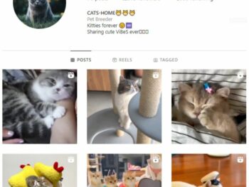 2K Cats Kittens Instagram Account for sale