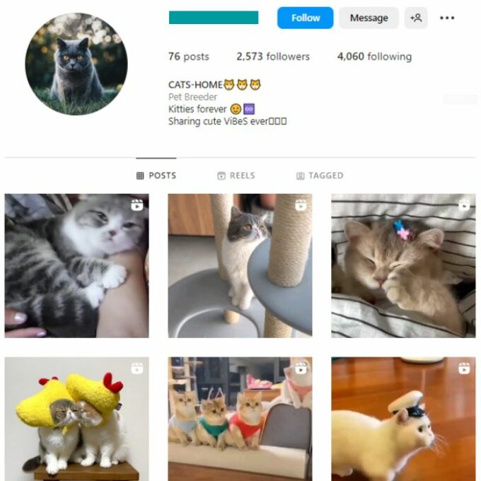 2K Cats Kittens Instagram Account for sale