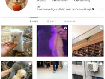 2K Cats Kittens Instagram Account for sale