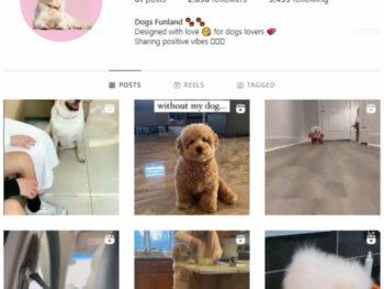 2K Pets Dog Instagram Account for sale