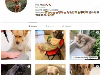 2k Cats Dogs Instagram Account for sale
