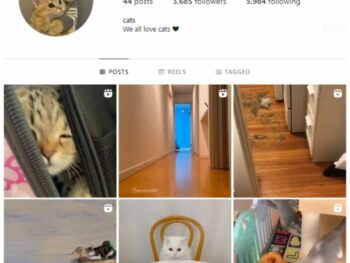 3K Cats Kittens Instagram Account for sale