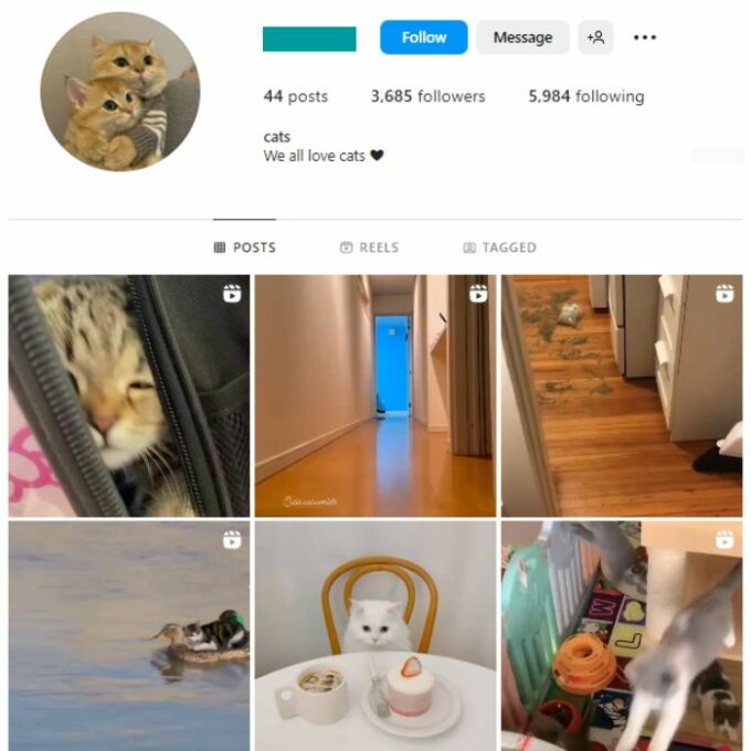 3K Cats Kittens Instagram Account for sale