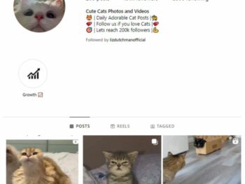190K Kittens Cats Instagram Account for sale