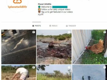 140K Animal Wildlife Instagram Account for sale