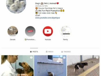 180k Dog Pets Instagram Account for sale