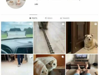1K Cats Kittens Instagram Account for sale