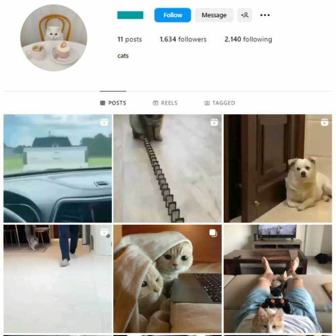 1K Cats Kittens Instagram Account for sale