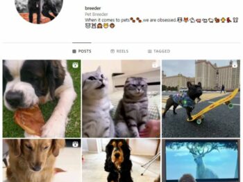 1K Pets Dog Instagram Account for sale
