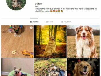 1K Pets Dog Instagram Account for sale