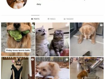 1K Pets Dog Instagram Account for sale
