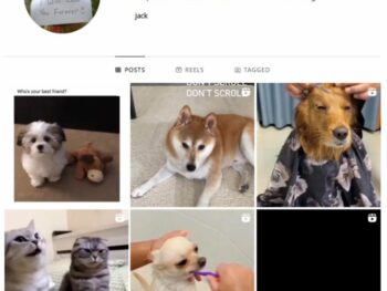 1K Pets Dog Instagram Account for sale