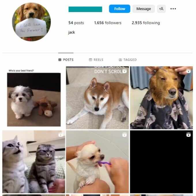 1K Pets Dog Instagram Account for sale