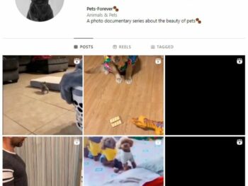 2K Pets Animals Instagram Account for sale