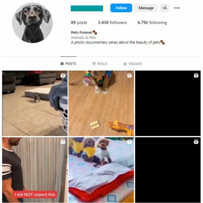 2K Pets Animals Instagram Account for sale