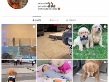 2K Pets Dog Instagram Account for sale