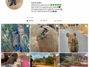 35K Animal Wildlife Instagram Account for sale