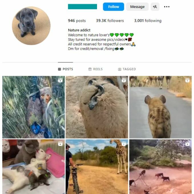 35K Animal Wildlife Instagram Account for sale