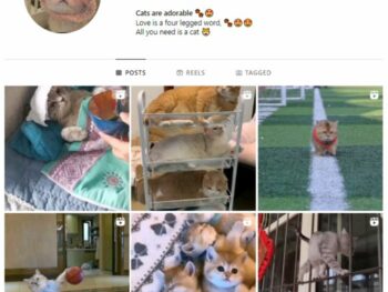 3K Cats Kittens Instagram Account for sale