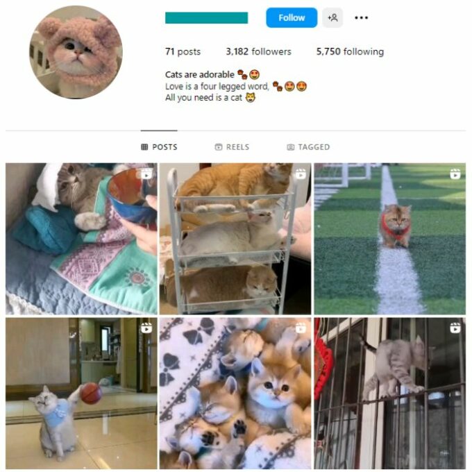 3K Cats Kittens Instagram Account for sale