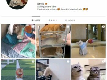 3K Cats Kittens Instagram Account for sale