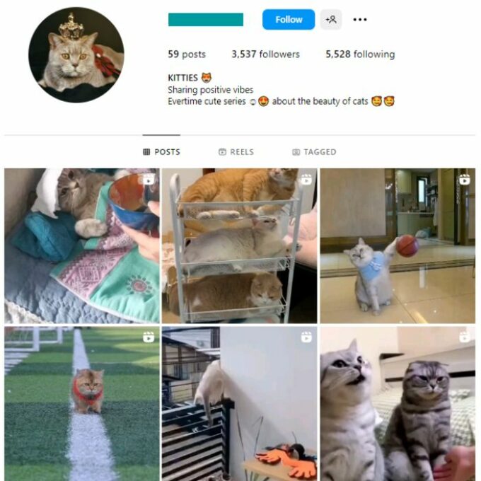 3K Cats Kittens Instagram Account for sale