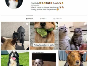 3K Pets Dog Instagram Account for sale
