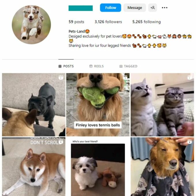 3K Pets Dog Instagram Account for sale