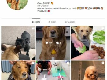 3K Pets Dog Instagram Account for sale