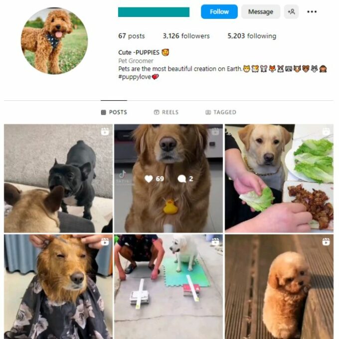 3K Pets Dog Instagram Account for sale