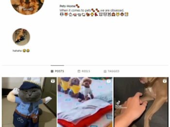 3K Pets Dogs Instagram Account for sale