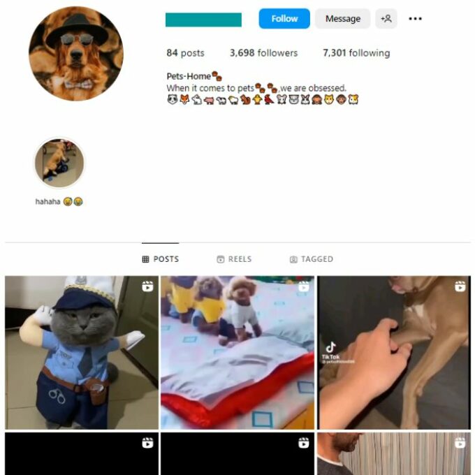 3K Pets Dogs Instagram Account for sale