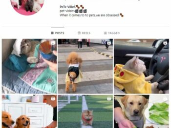 9K Pets Animals Instagram Account for sale