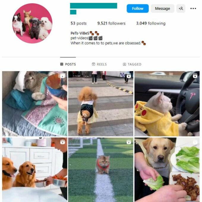 9K Pets Animals Instagram Account for sale