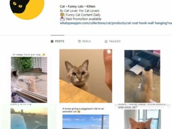 160K Cats Kittens Instagram Account for sale