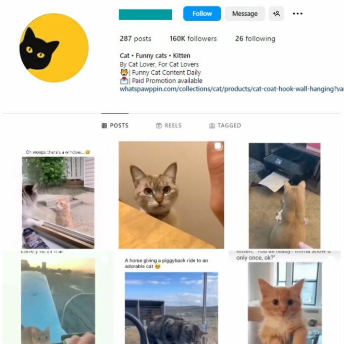 160K Cats Kittens Instagram Account for sale