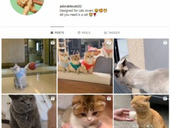 1K Cats Pets Instagram Account for sale