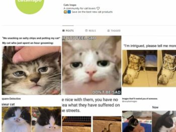 35K Cats Pets Instagram Account for Sale