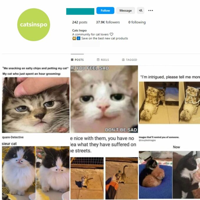 35K Cats Pets Instagram Account for Sale