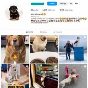 6K Pets Dogs Instagram Account for sale
