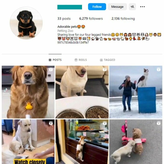 6K Pets Dogs Instagram Account for sale