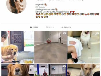 6K Pets Dogs Instagram Account for sale