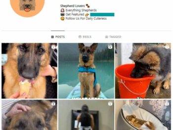 75k Dog Pets Instagram Account for sale