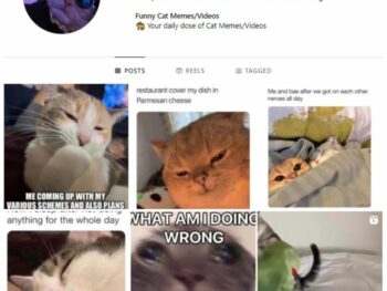 80K Cats Kittens Instagram Account for sale