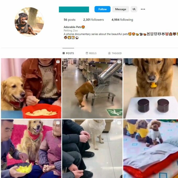 Buy Adorable Pets Instagram Account with 2K Followers