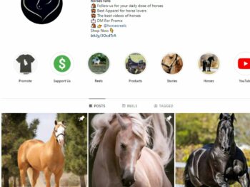 Buy Animals / Horses Instagram Account with 35K Followers